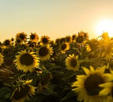 cremation services in Holland, MI