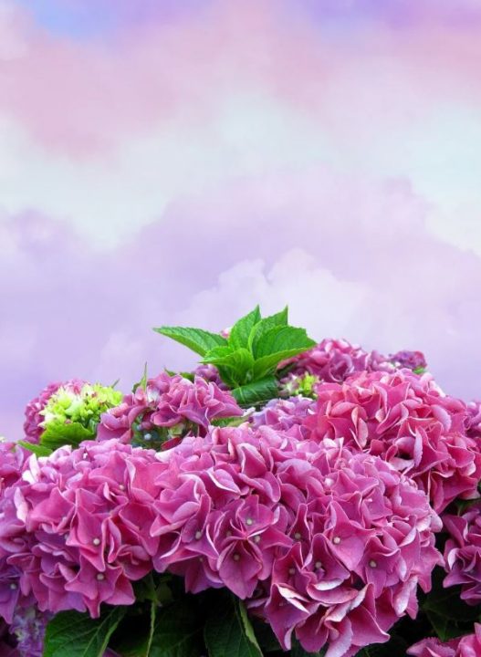 cremation services in Hamilton, MI