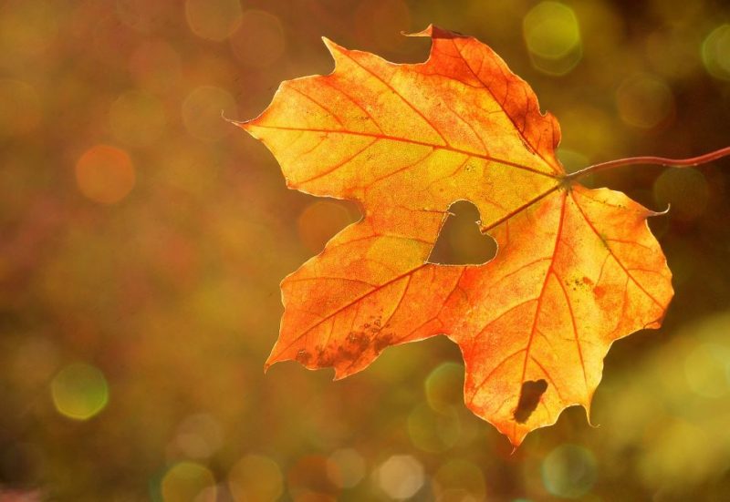 cremation services in Holland, MI