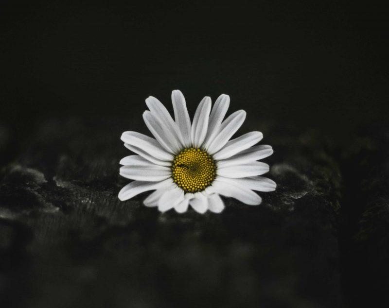 cremation services in Holland, MI
