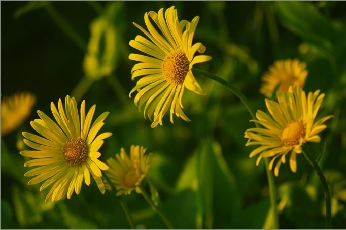 cremation services in Holland, MI
