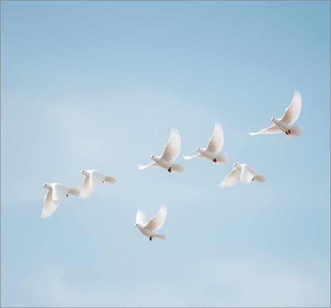 White doves flying in clear blue sky, funeral homes in Hamilton, MI